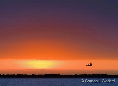 Earlybird Pelican_29267.jpg - Pelican flying over Powderhorn Lake at sunrise near Port Lavaca, Texas, USA.